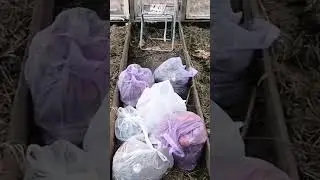 лучшее удобрение для грядок
