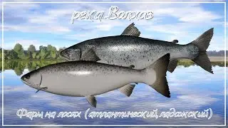Фарм на Волхове┃400 серы в час - РР4┃maXS1k