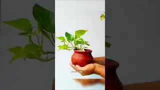 Money plants #indoorplants #diy #homedecor #home #indoordecoration #shortsviral #succulent plants