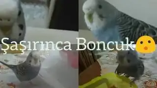 Şaşırınca Boncuk||Açıklama👇👇👇