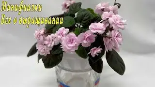 Минифиалки. Выращивание