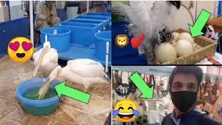 Expo center Karachi Exhibition | Exploring beautiful Fishes and Rare Exotic Birds | Zainwahabvlogs |