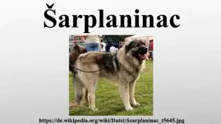Šarplaninac