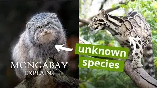 Four reasons why small wild cats are a big deal 