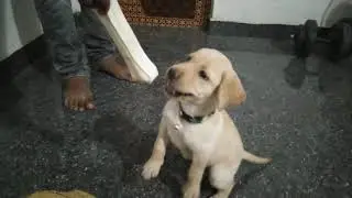 Labrador puppy funny video 😁 | 🦴🤤Labrador puppy reaction to chew bone 😂 | Labrador charvi
