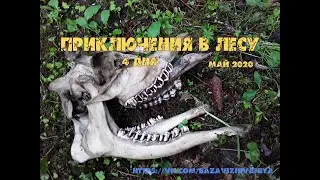 Приключения в лесу . Скелет лося