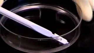 Fixation of Cells for Cryo-immunogold Labeling