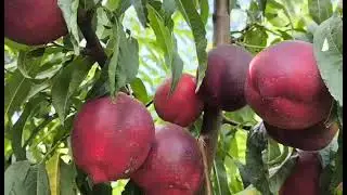 Нектарин Біг Хейвeн. Nectarine Big Hawen