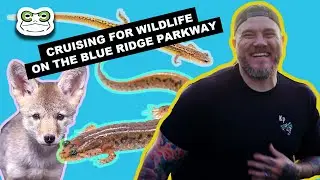 Cruising for Wildlife on the Blue Ridge Parkway