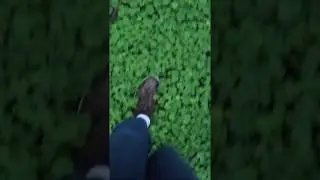 The Forestry (vertical video)