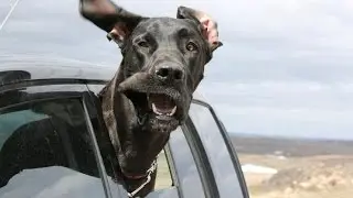 Funny Animals \ Comedy 2015