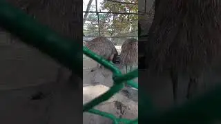 Enjoying at the zoo 😂🥳🤡