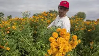 CAMINOS, FLORES Y CATRINAS