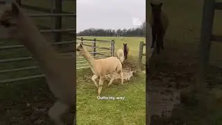 Забавный факт 👇Прыжки с лужами-экстремальный вид спорта для альпак 🦙🦙🦙
