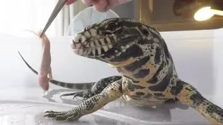 Мила с Копой едят размороженных крыс