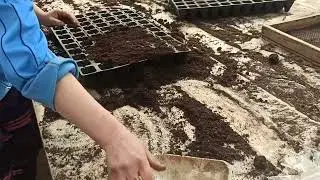 Посев сладкой кукурузы