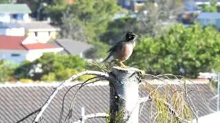 Funny Mynah Bird Bowing
