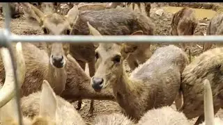 zoo มาให้อาหารสัตว์กัน #asmrvideo #cuteanimals #cuteanimalsdaily #animals #animal #asmrcommunity