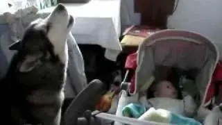 Wolf dog sings to a baby to stop his cry