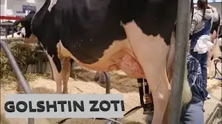 GOLSHTIN zoti sigirlari haqida ma'lumotlar!