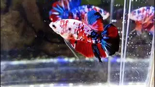 Beautiful Fish