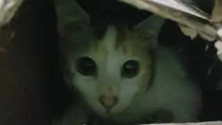 I try to scare the cat but it backfire