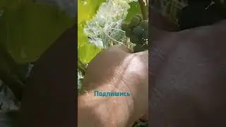 Винный виноград Ла креснт, 31 августа полностью вызрел