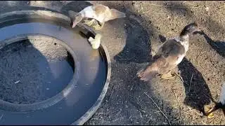 Содержание и уход крупно рогатого скота и птицы. Домашнее хозяйство.
