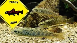 Biotope Trout Aquarium
