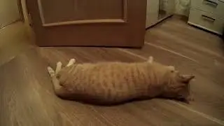 Кот после кастрации. Шел до победного....