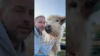 Does Adam have a favorite cow?  #fluffyfeatherfarm #fluffycow #minicow #highpark #fluffy