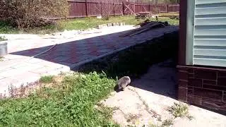 Мои домашние животные 