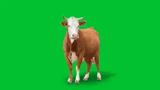 cow green screen | cow green screen effect | real cow green screen