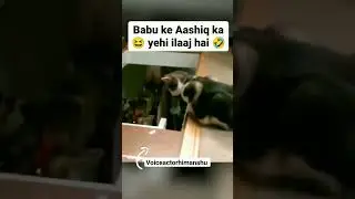 Babu ke aashiq ka yhi ilaaj hai #comedy #funny #funnydubbing #shorts  #cat #voiceacting #short