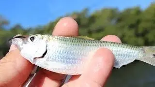 Fishing with Greenbacks