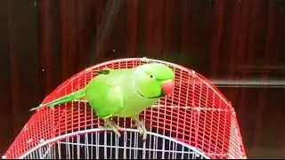talking parrot | miyan mithu | ringneck parrot | #green #bird #ringneck #parrot #viral