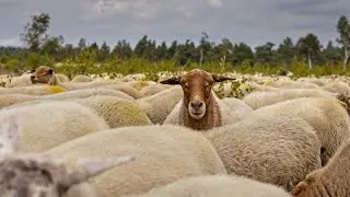 🐑 Sheep Sounds Effect | High-Quality Bleating Sound | Free to Use 🐑