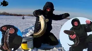 Burbot, more burbot! April tip-ups | Northern Dvina