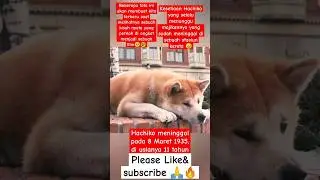 Hachiko #shorts #shortvideo #status