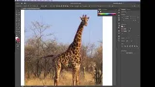 How to crop and work with images in Adobe Illustrator