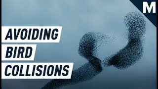 Building Collisions Kill Up To a Billion Birds Every Year in the U.S. | Mashable Explains