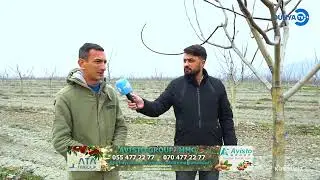 ŞƏKİ RAYONUNDA QURULAN 220 HA CHANDLER QOZ BAĞI - AVİSTO AGRO ŞİRKƏTİ TƏRƏFİNDƏN.