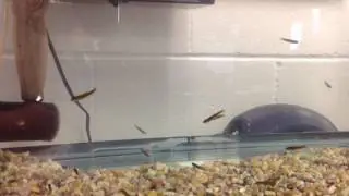 Rainbow Trout Fry Stage