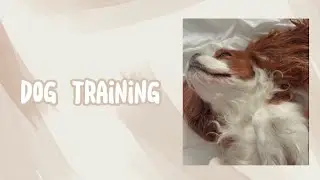 dog training |дрессировка собаки| основные правила, советы