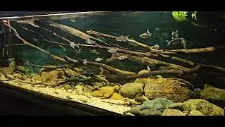 West ghats biotop aquarium