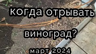 Когда открывать виноград  Весна 2024 года