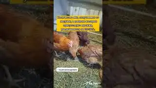 ПОЛЕЗНОСТЬ ДРОЖЕЙ ДЛЯ КУР