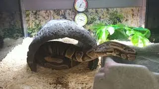 Zoo zologico de animales Petco suscribete Feb 16,2026
