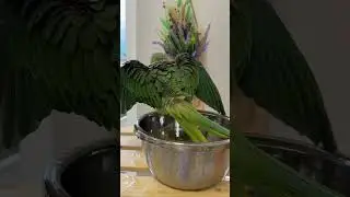 Как купаются попугаи..🤣