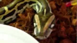 Змея зевает! Супер!!!!